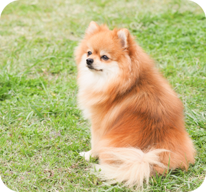 Q&A よくある質問