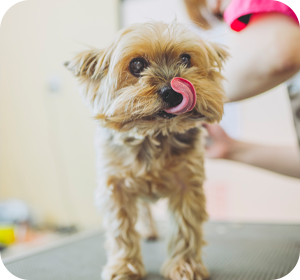 Q&A よくある質問